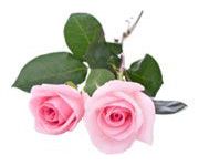 by-cosmetics Rose