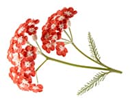 by-cosmetics Yarrow
